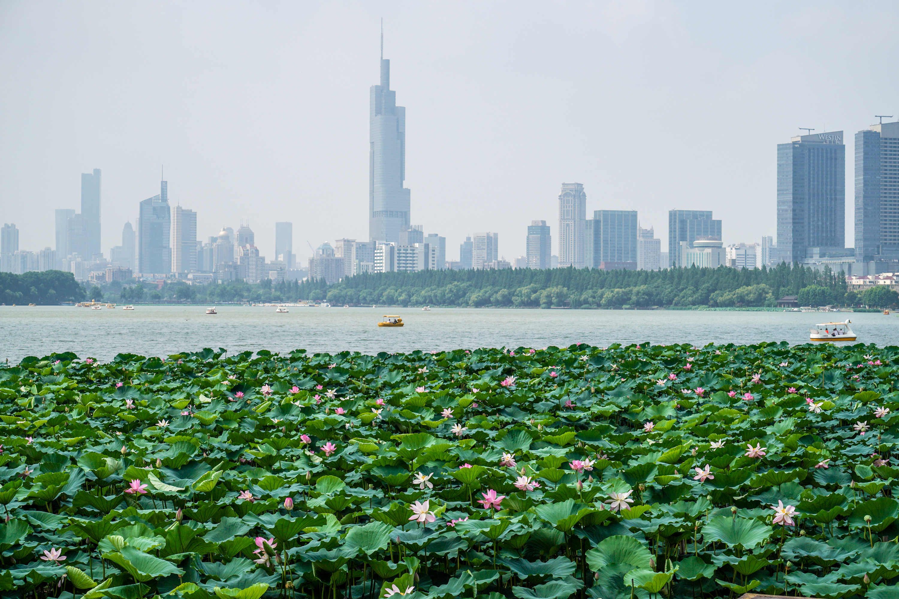 7月23日,市民和游客在南京玄武湖公园泛舟赏荷