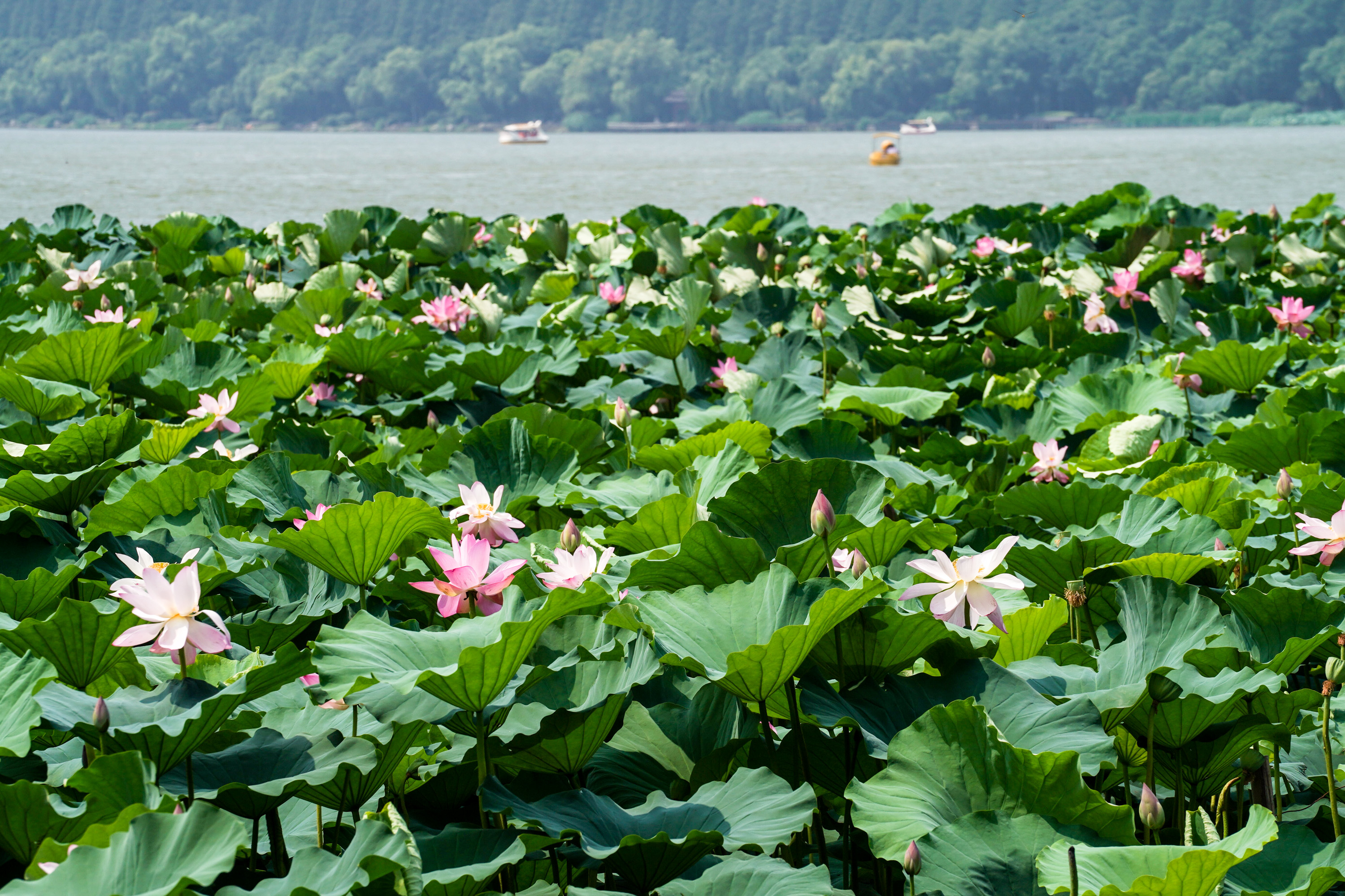 这是7月23日在南京玄武湖公园拍摄的荷花.