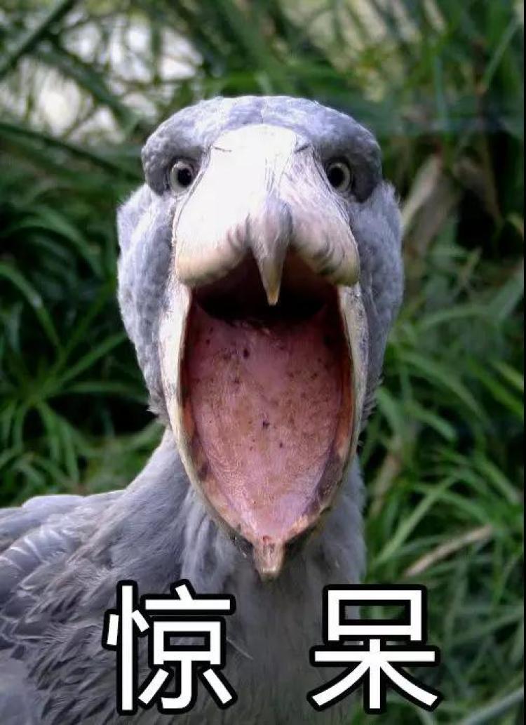 好用的表情包这么可爱的生灵让我们一起用心保护它们吧!