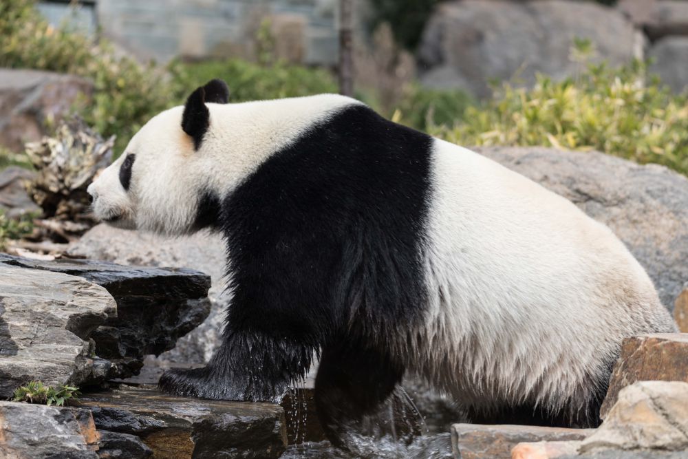 澳大利亞阿德萊德動物園為大熊貓慶生