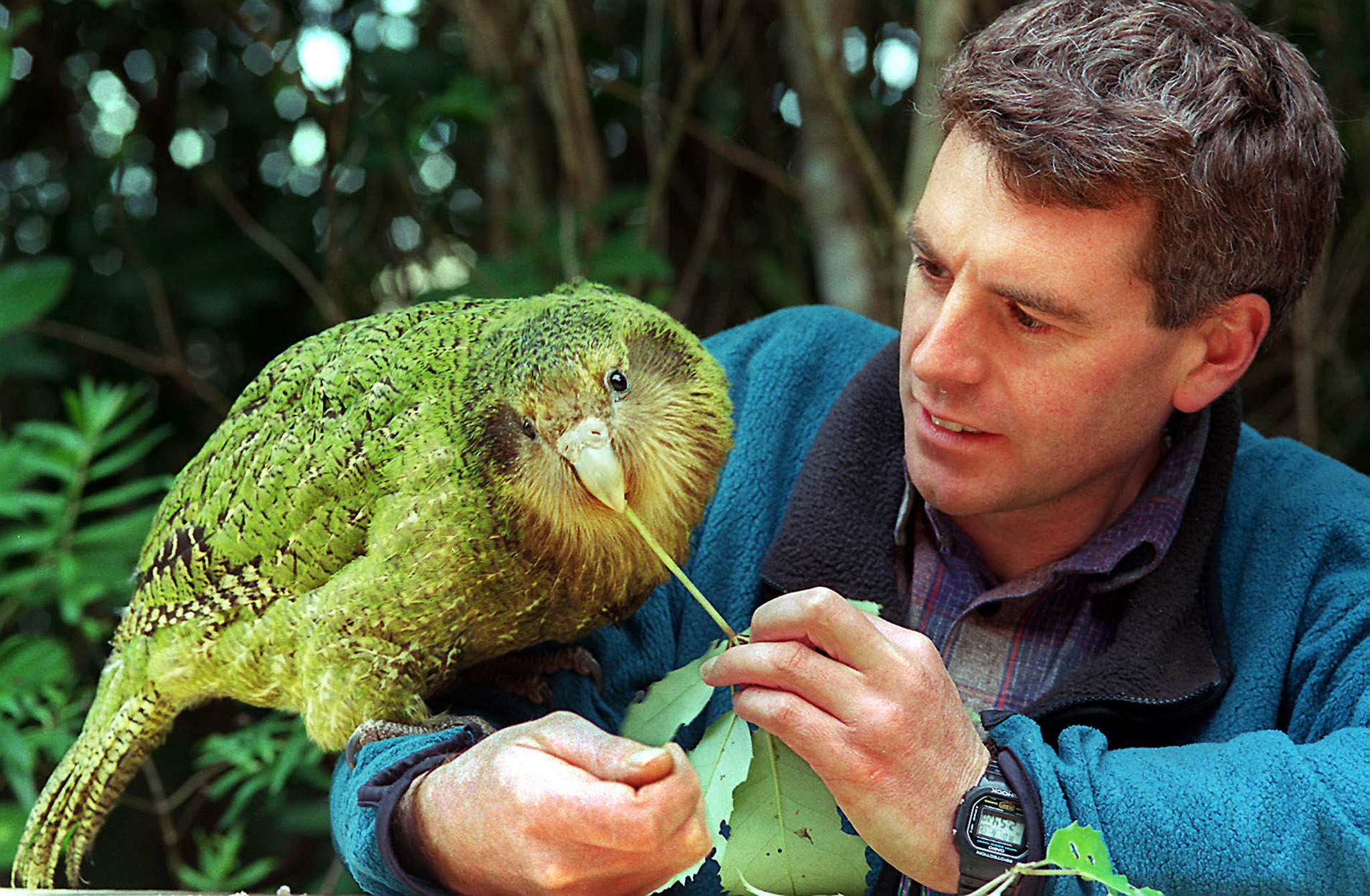 新西兰濒危鹦鹉数量回升至70年来最高水平