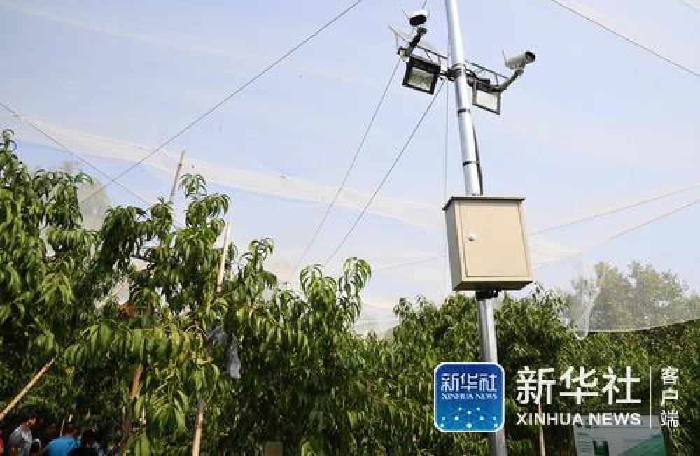 (国庆庆典背后那些事儿·之五)国宴用桃是如何“诞生”的——国庆70周年招待会用桃“揭秘”