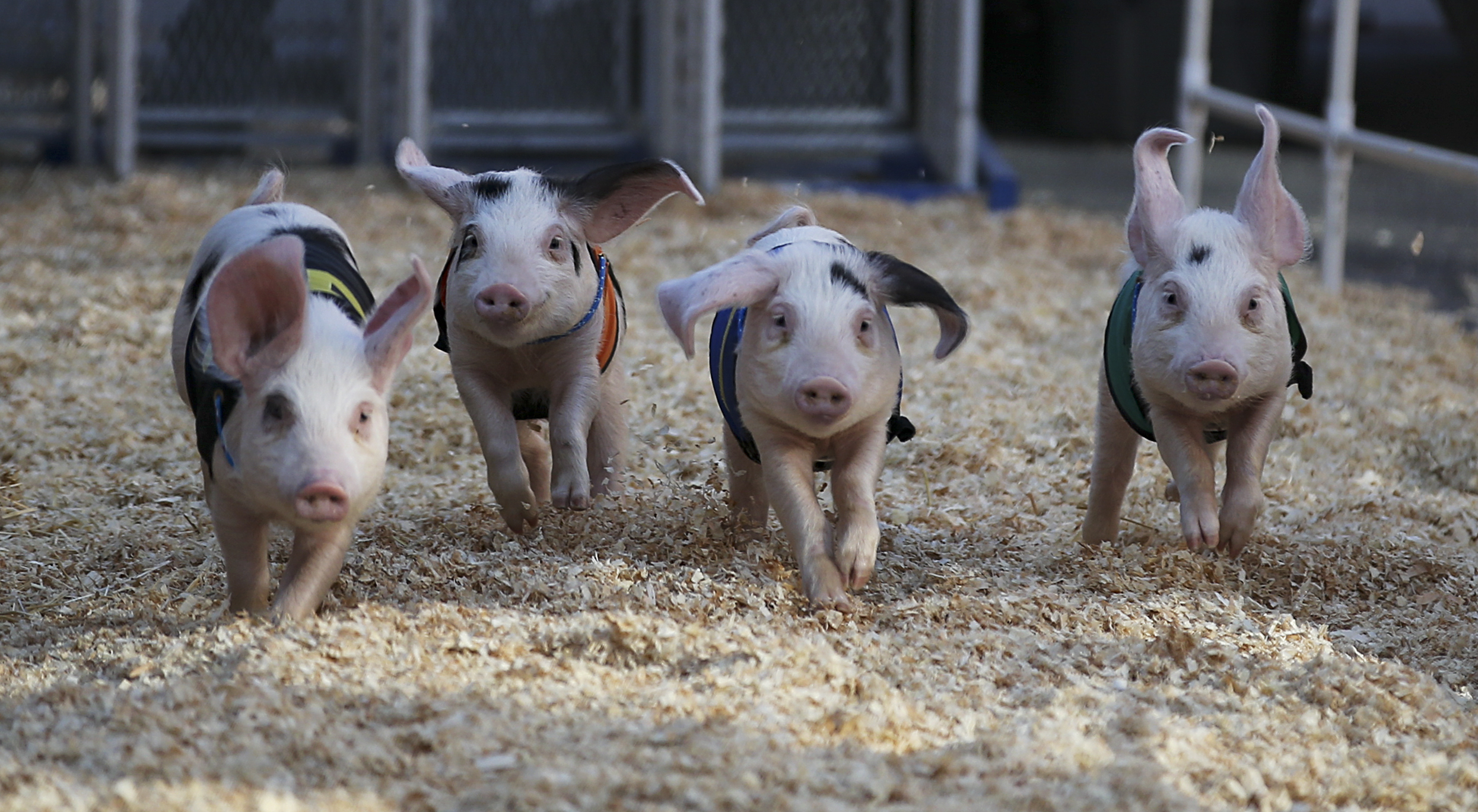 世界动物日猪年小猪素材免费下载 - 觅知网