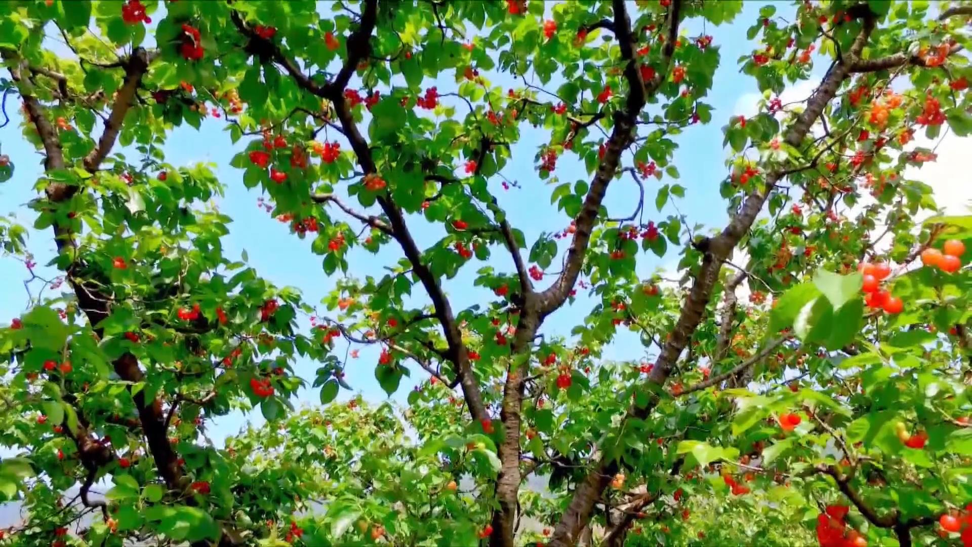 攀枝花的芒果熟了|摄影|静物|天衍创意 - 原创作品 - 站酷 (ZCOOL)