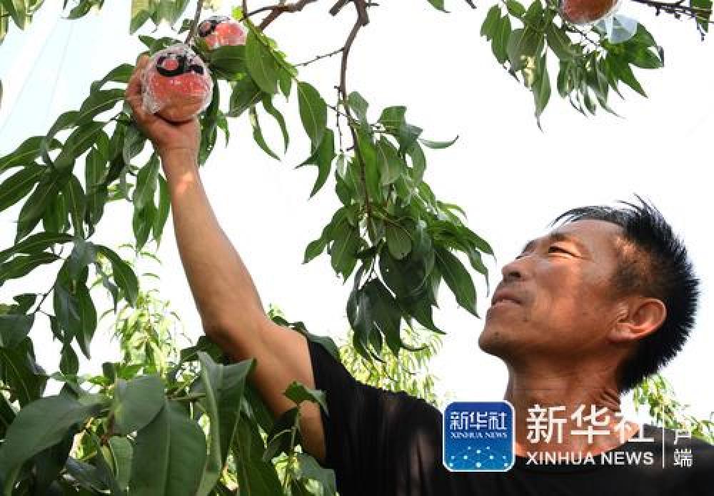(国庆庆典背后那些事儿·之五)国宴用桃是如何“诞生”的——国庆70周年招待会用桃“揭秘”