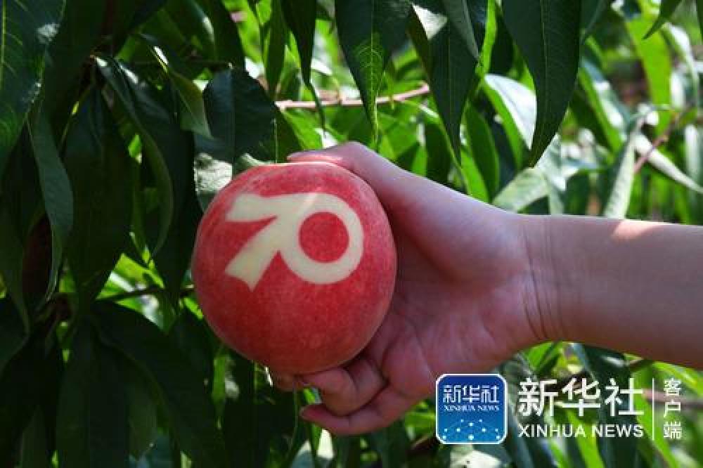 (国庆庆典背后那些事儿·之五)国宴用桃是如何“诞生”的——国庆70周年招待会用桃“揭秘”