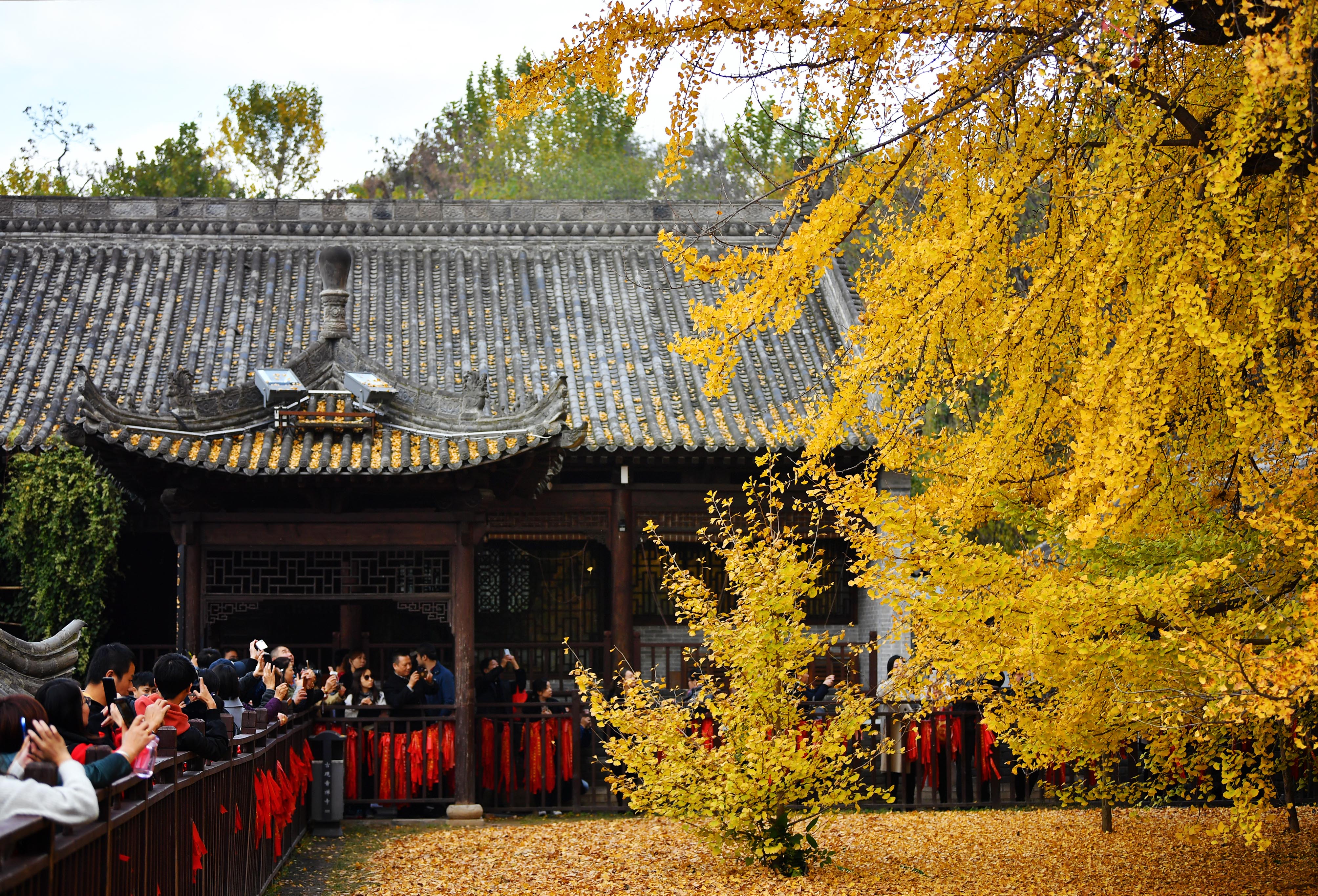 千年银杏立古刹 叶随风雨满地金 - 新华社客户端