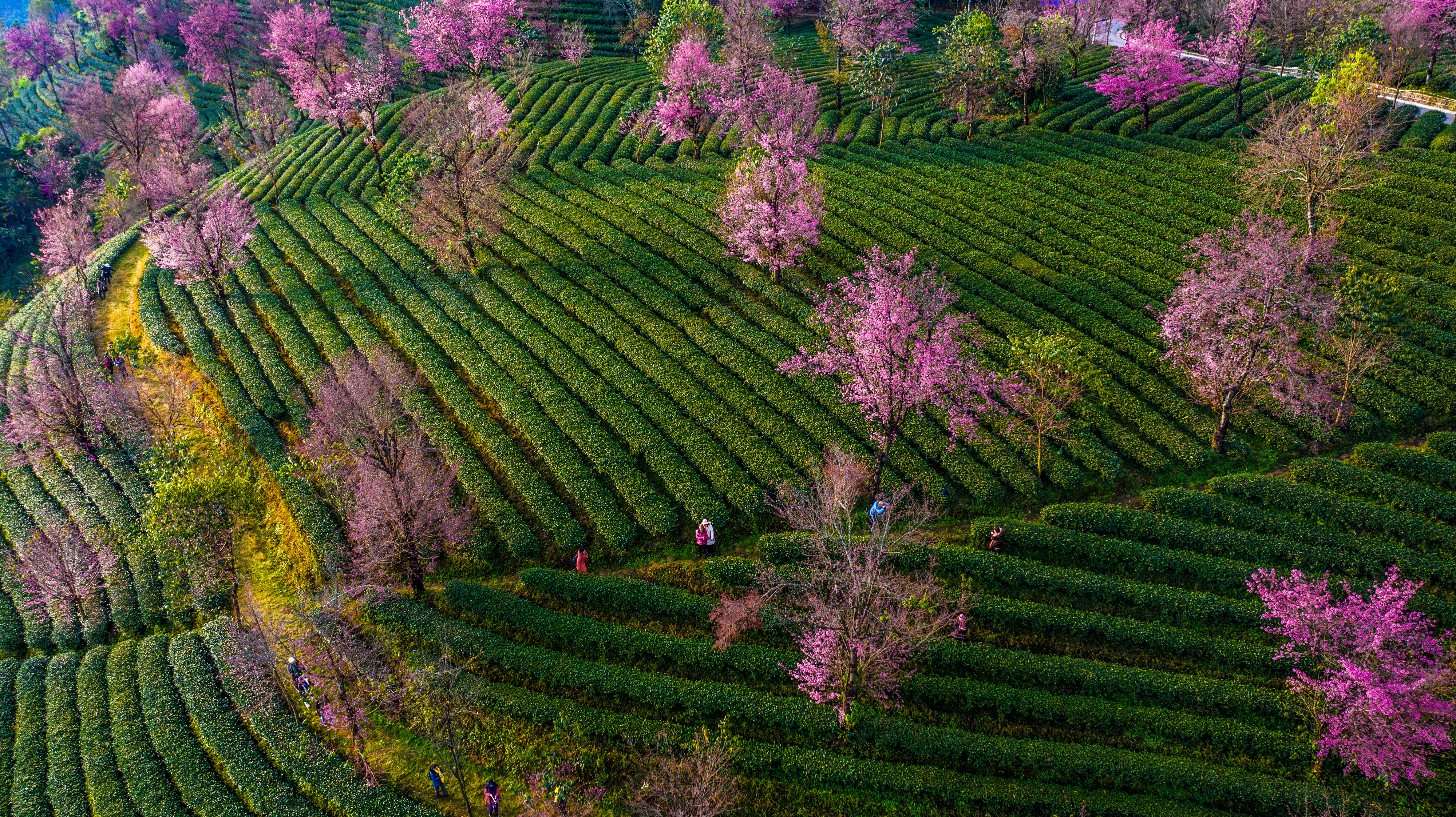 北京大雪纷飞,这里樱花盛开!