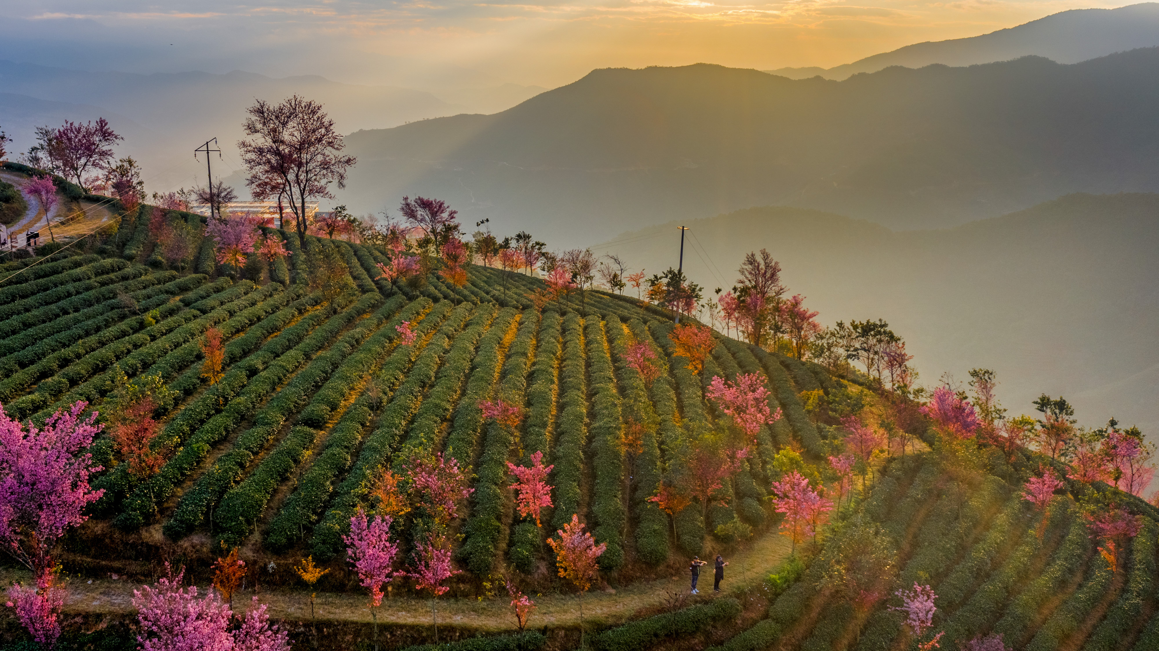 北京大雪纷飞,这里樱花盛开!