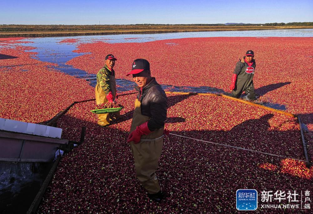 作为当地脱贫攻坚共享产业之一,企业目前种植了4200亩蔓越莓,利用"