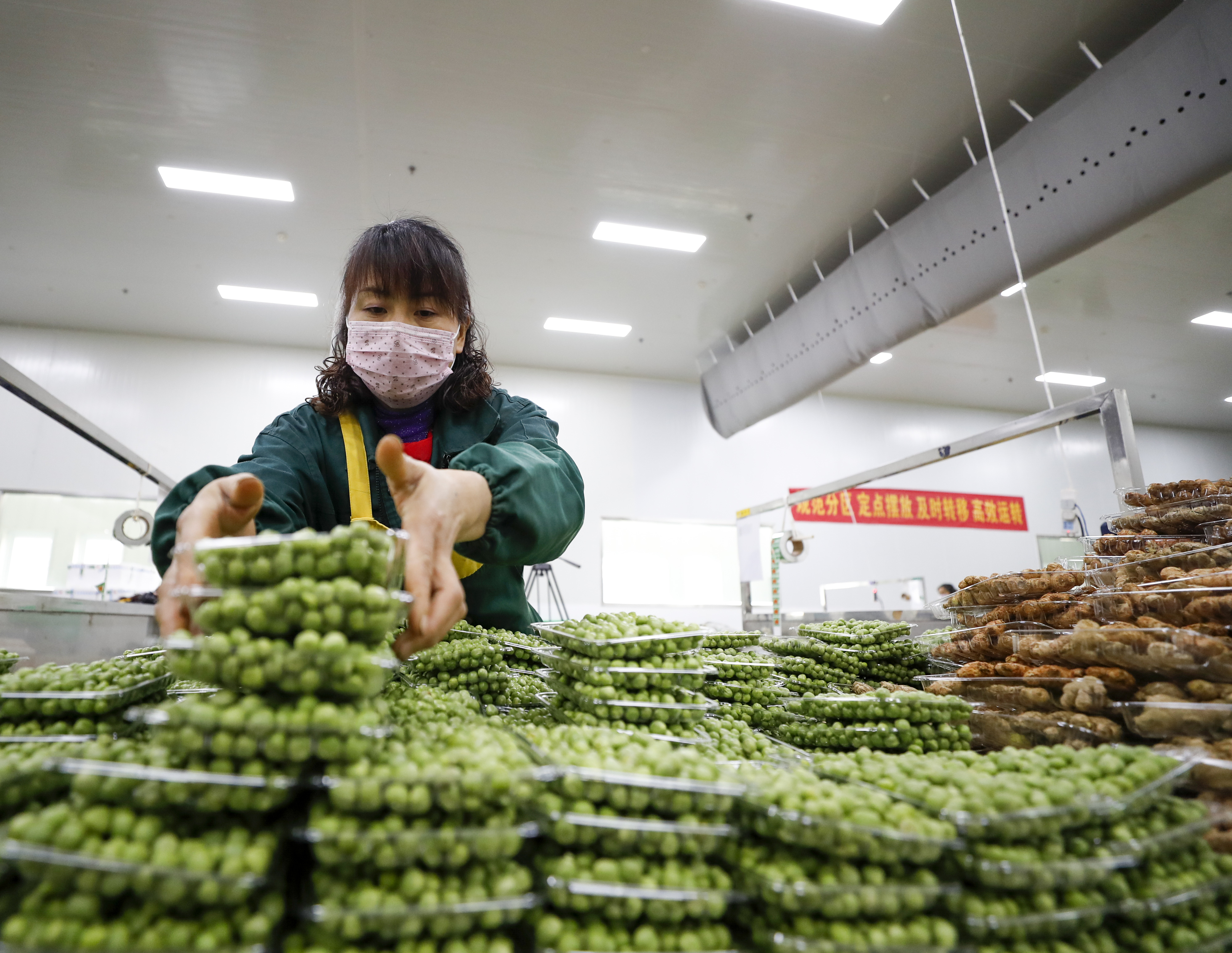 2月18日,在重庆市潼南区一家蔬菜生产加工企业,工作人员将已称重的