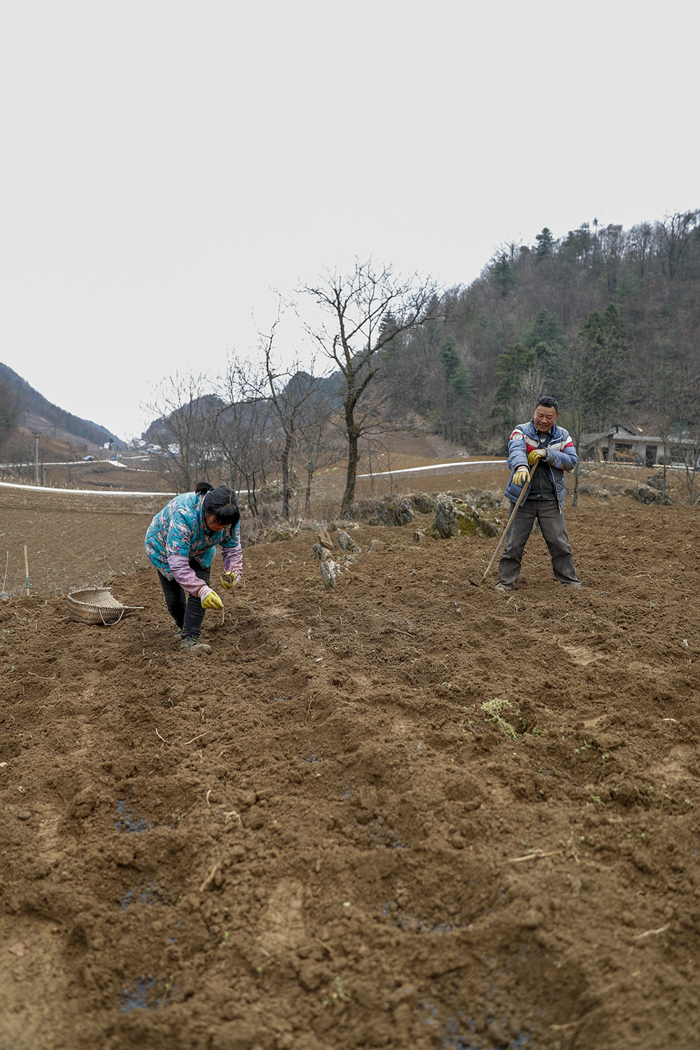 重慶市巫溪縣蘭英鄉西安村村民在栽種中藥材獨活(2月23日攝).