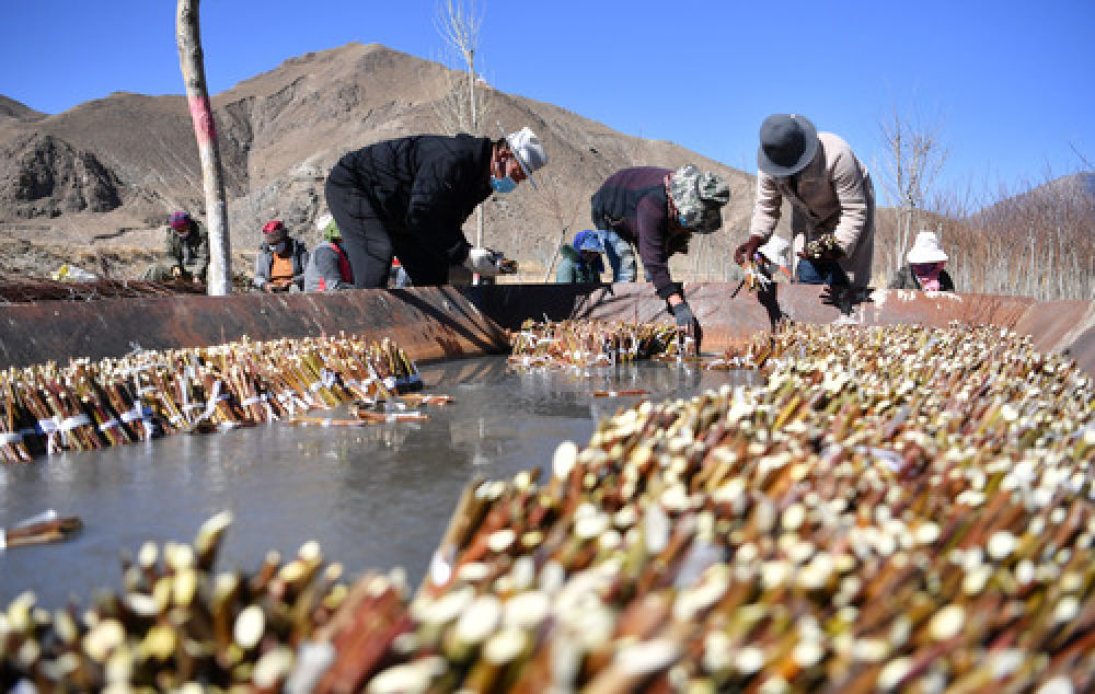 种下春天的希望——西藏桑日县苗圃果园基地见闻