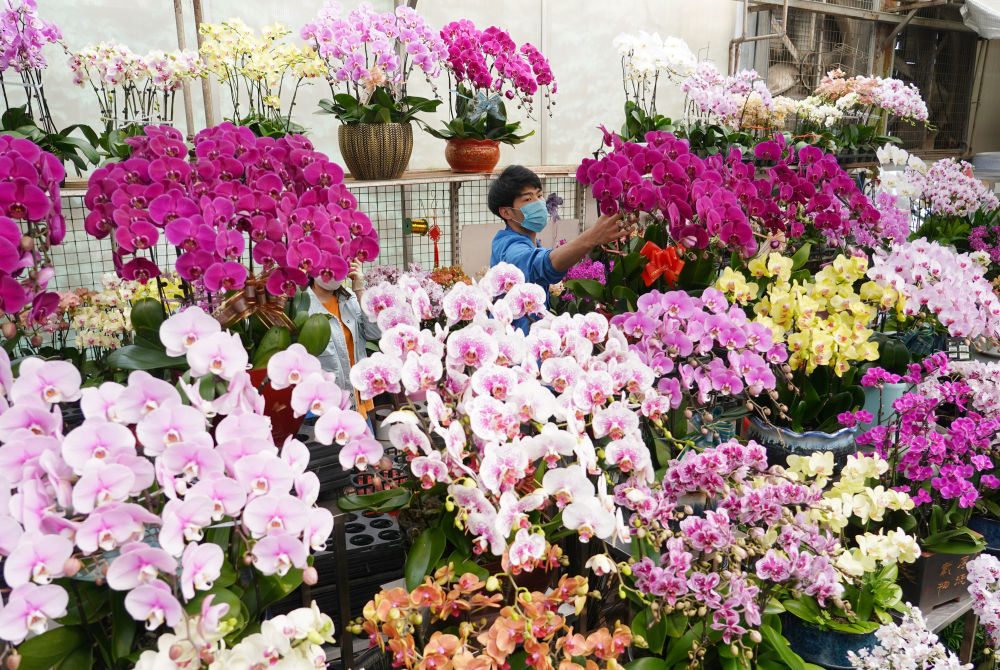 3月23日,西安朱雀花卉市场一家花店的工作人员在摆放蝴蝶兰.