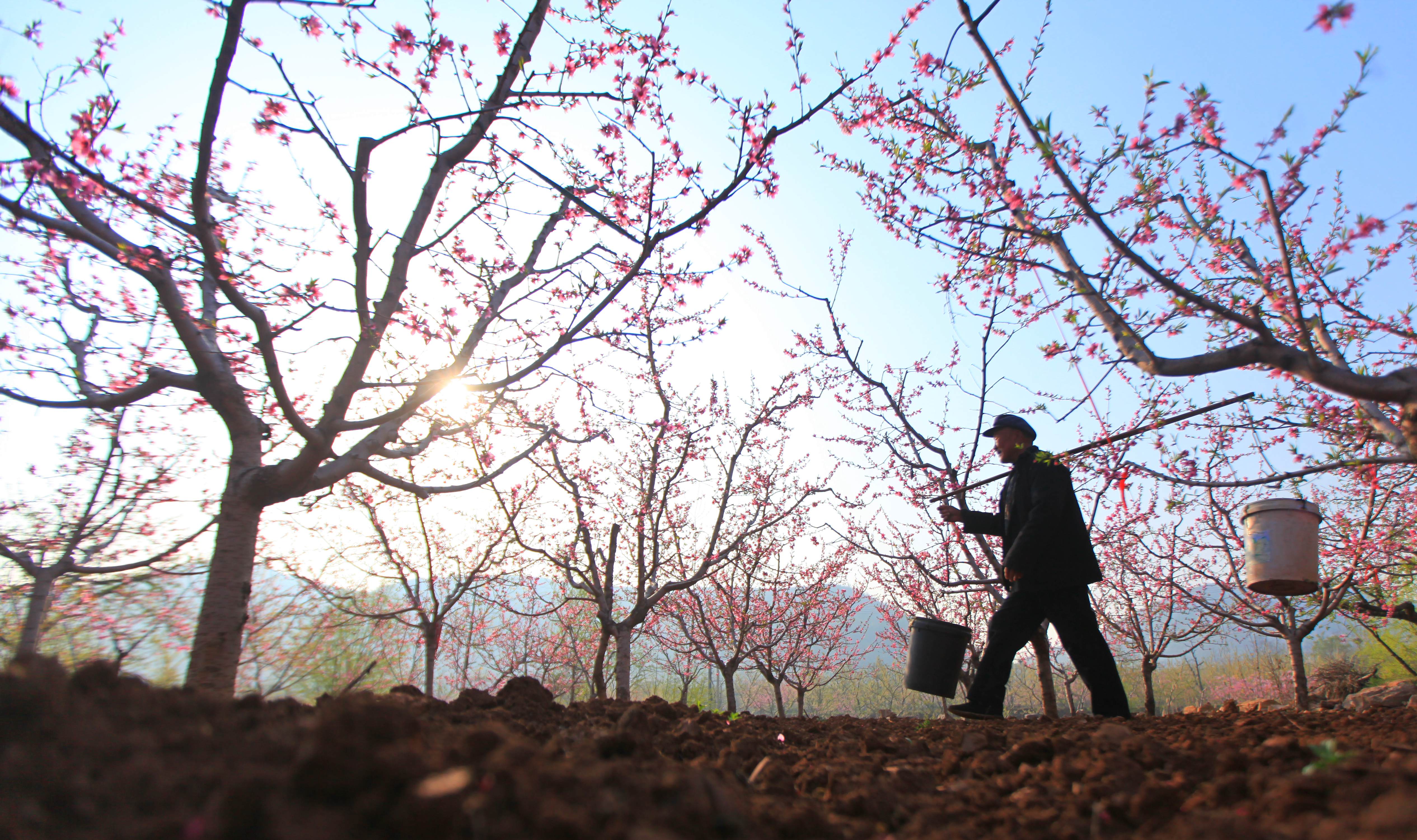 4月4日,山东省临沂市平邑县地方镇农民在田间劳作.