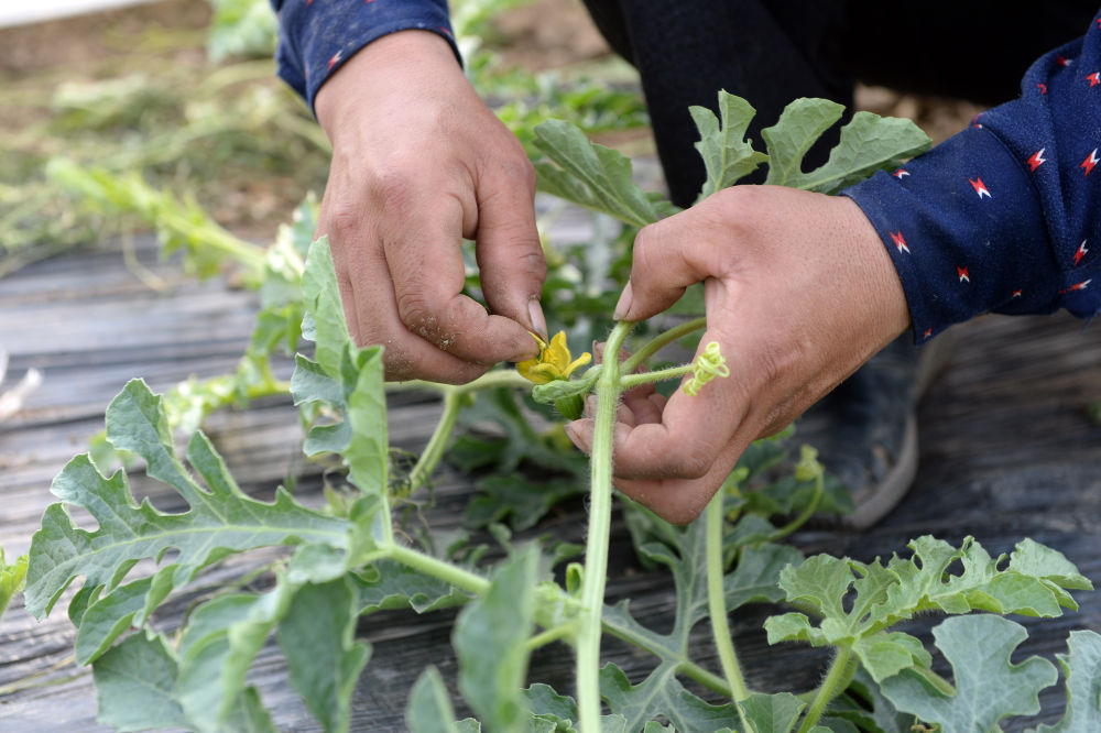 扶贫：扶贫印记丨“勇”斗贫困