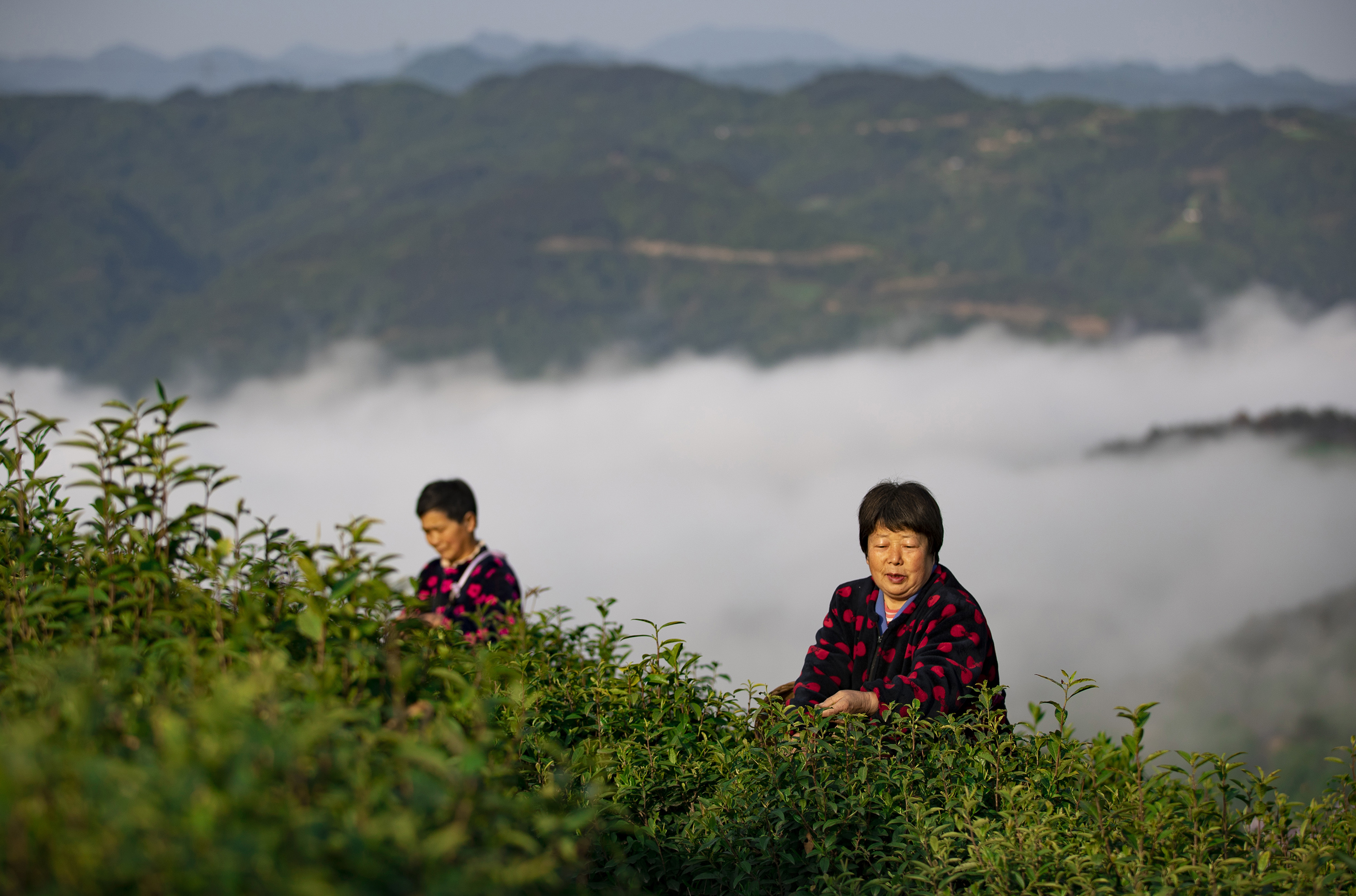 4月24日,茶农在平利凤凰茶山采茶.新华社发(李世锋 摄)