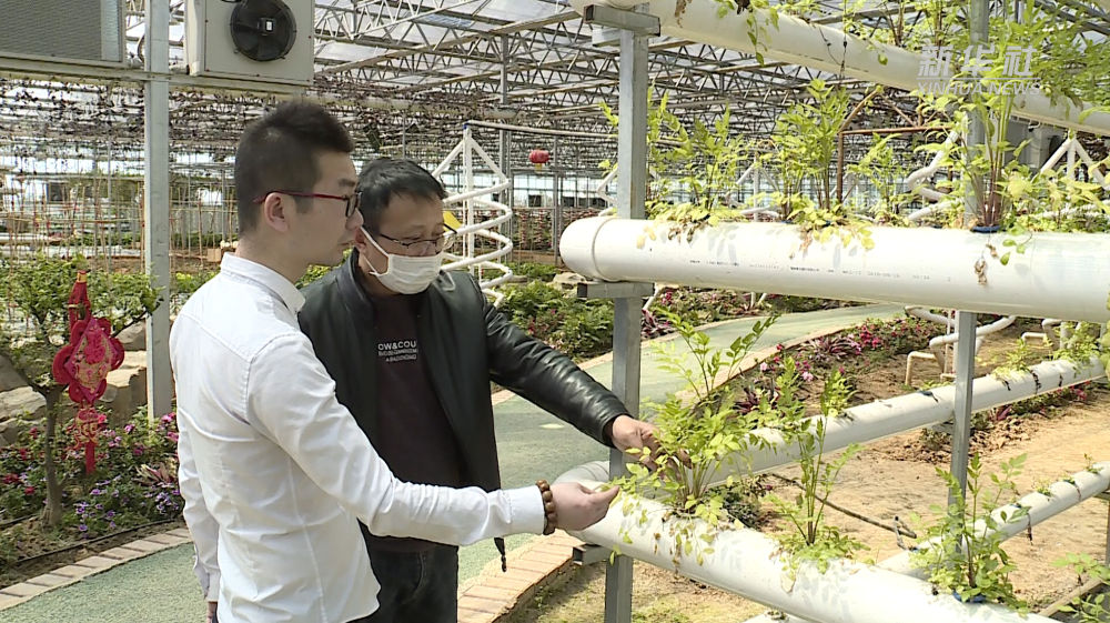 「」春耕新事｜无土栽培、实时监控、智能管护……现代农业有了“科技范”