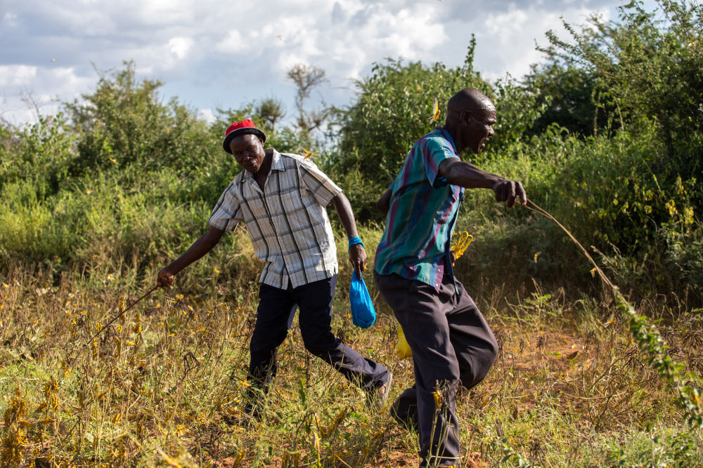 「新华社」二茬蝗灾强势来袭！东非粮食安全面临空前威胁