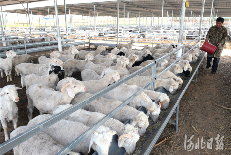 曲阳:大力发展养殖产业