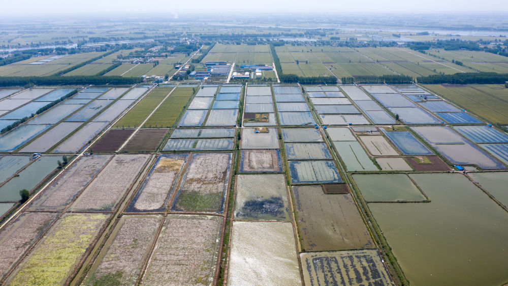 新华社红了餐桌热了经济，江苏金湖：小龙虾成熟季