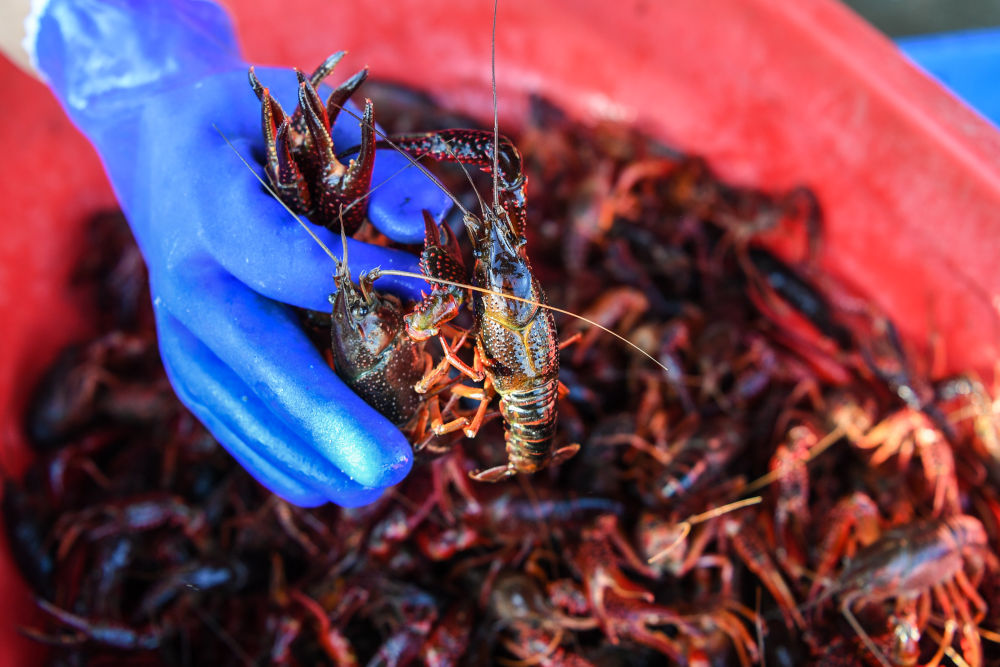 新华社红了餐桌热了经济，江苏金湖：小龙虾成熟季