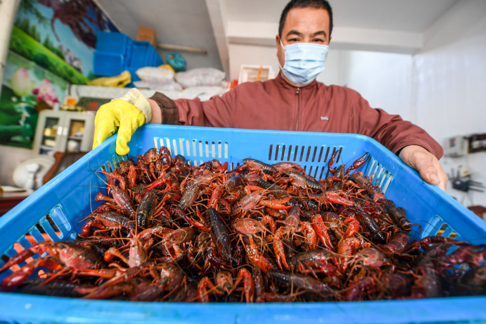 新华社红了餐桌热了经济，江苏金湖：小龙虾成熟季