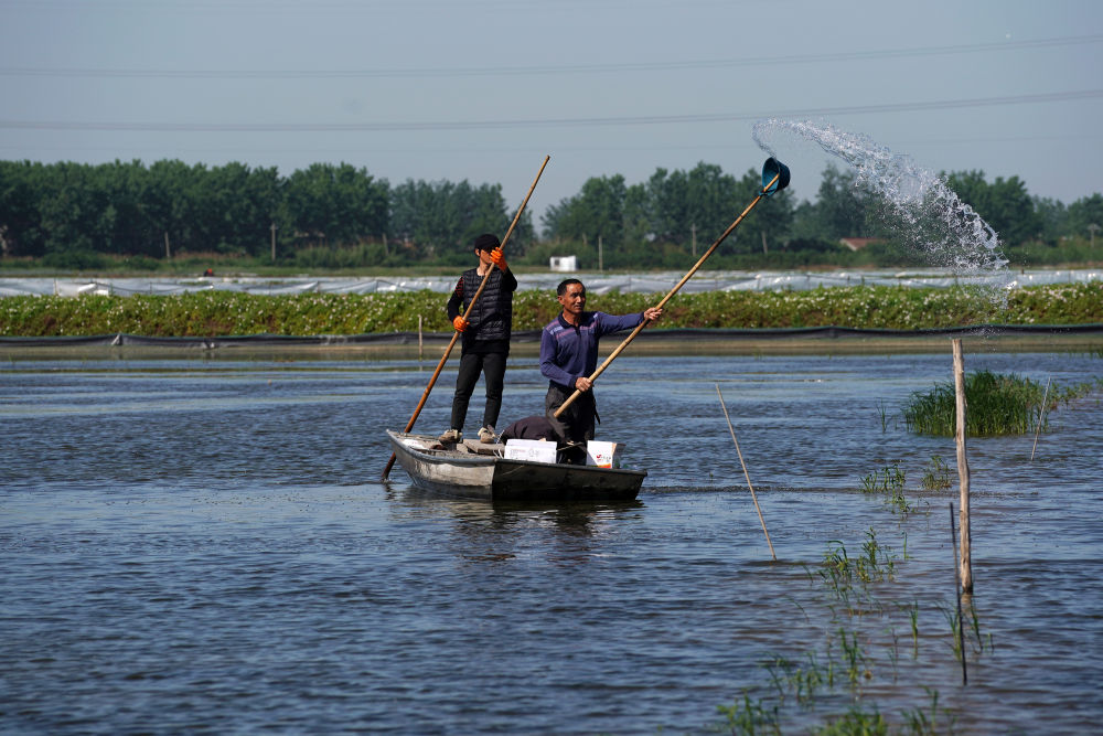 新华社红了餐桌热了经济，江苏金湖：小龙虾成熟季
