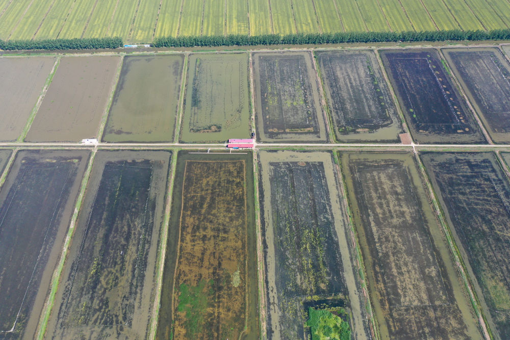 新华社红了餐桌热了经济，江苏金湖：小龙虾成熟季