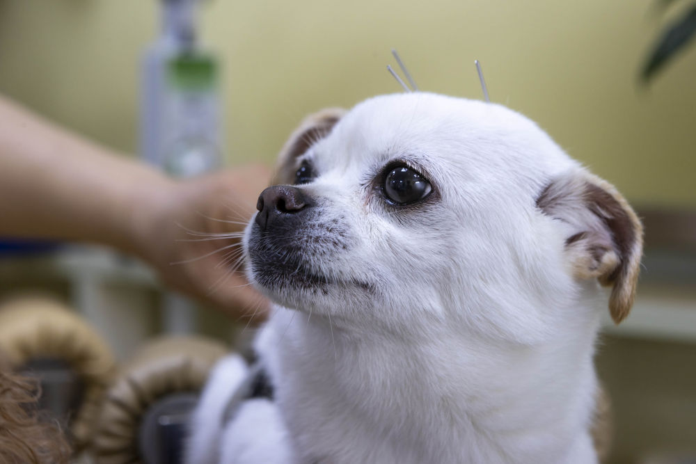 5月28日,后肢瘫痪的宠物狗"小白"接受针灸治疗.新华社发(王翔摄)