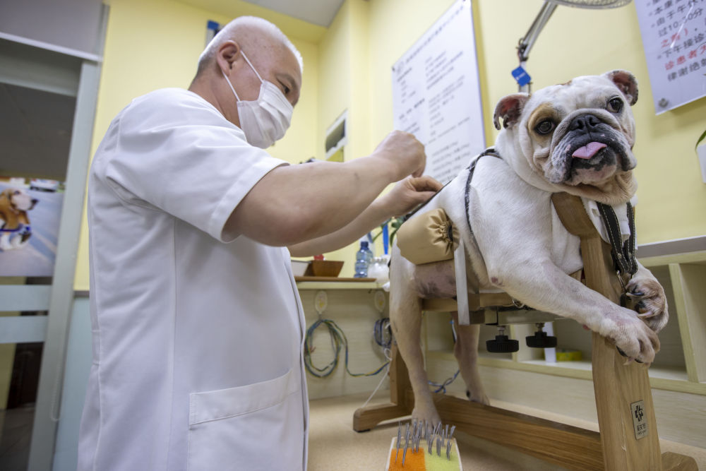 宠物接受特色治疗