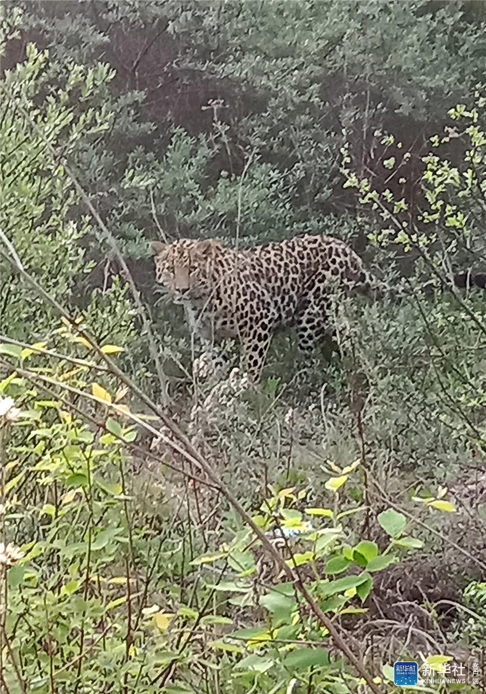 新华社距巡查人员仅15米左右，陕西发现野生金钱豹