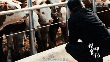 致富梦扶贫印记丨“牛书记”的致富梦