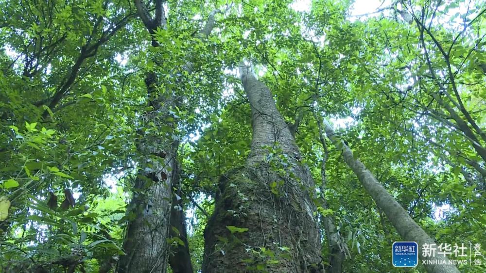 云南云南高黎贡山发现珍稀濒危植物滇桐野生居群