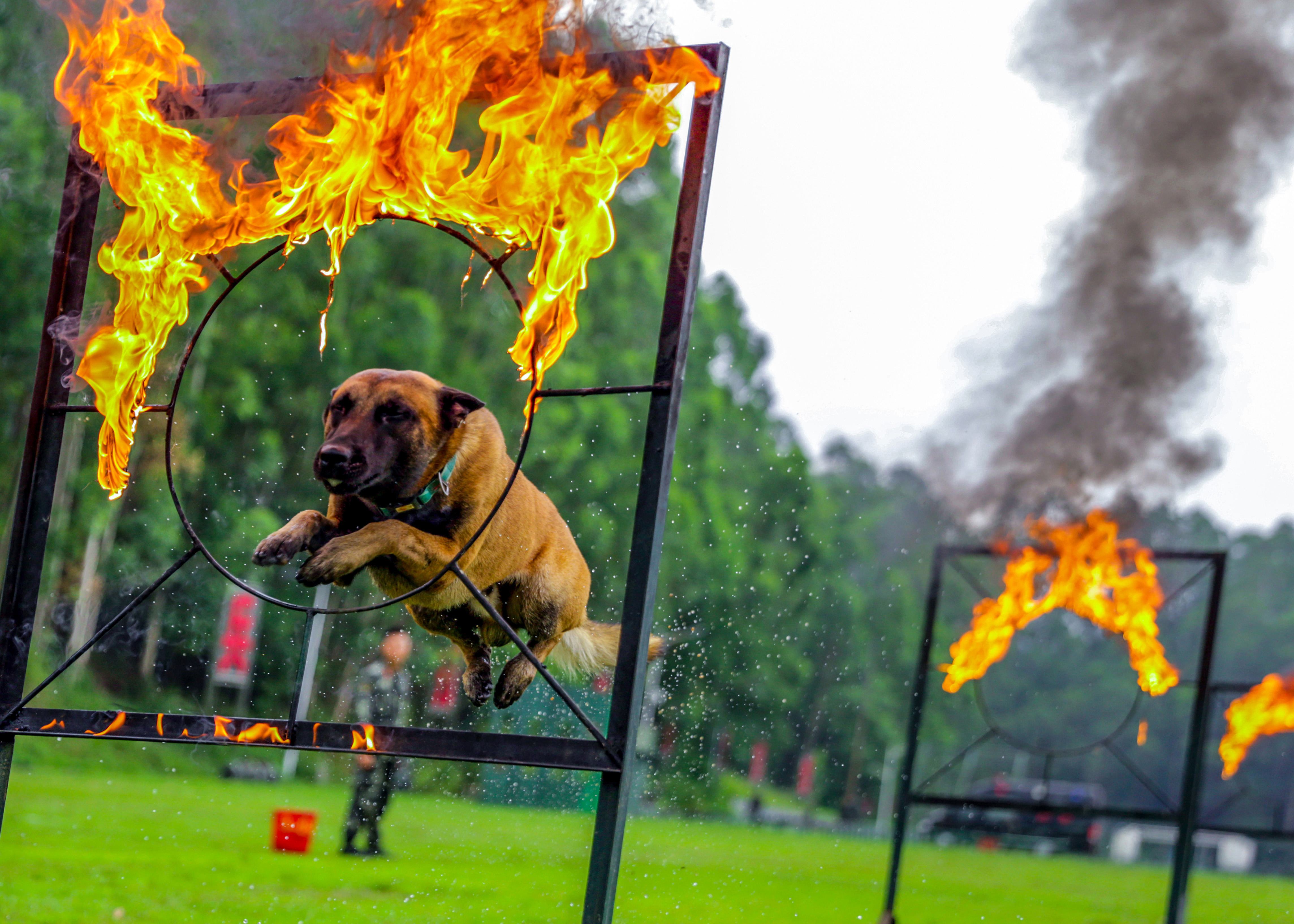 軍犬訓導員孔德鑫與他的戰友