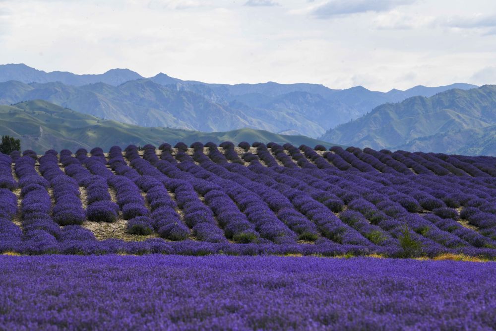新华社是花更是画！薰衣草花海等你来