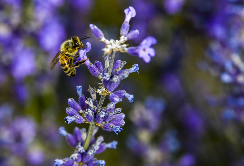 新华社是花更是画！薰衣草花海等你来