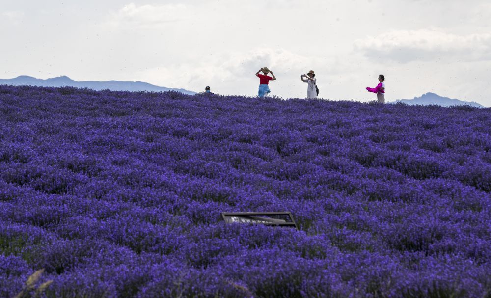 新华社是花更是画！薰衣草花海等你来