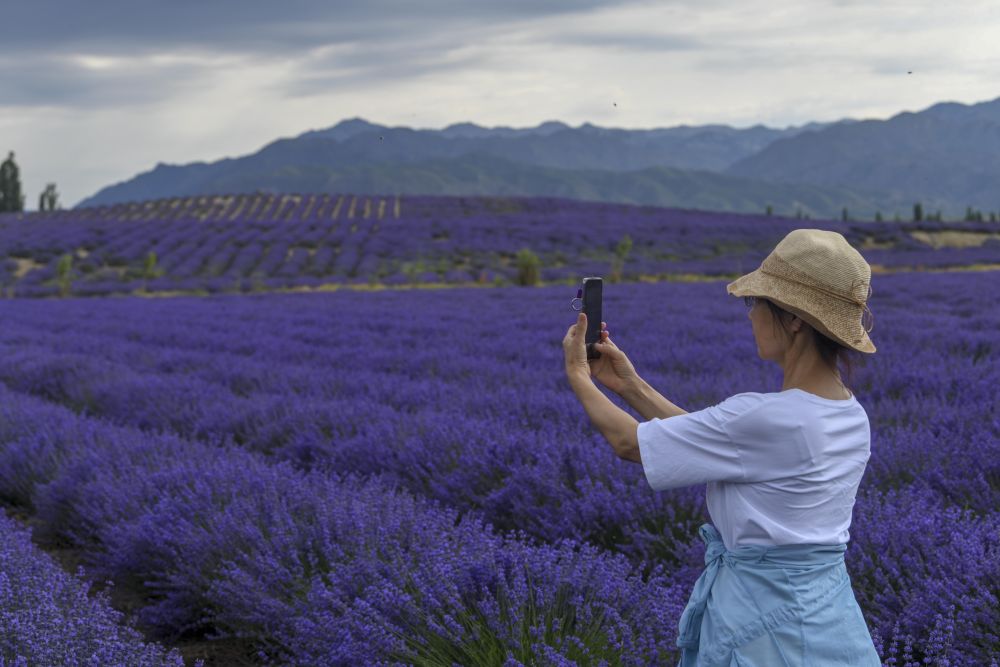 新华社是花更是画！薰衣草花海等你来