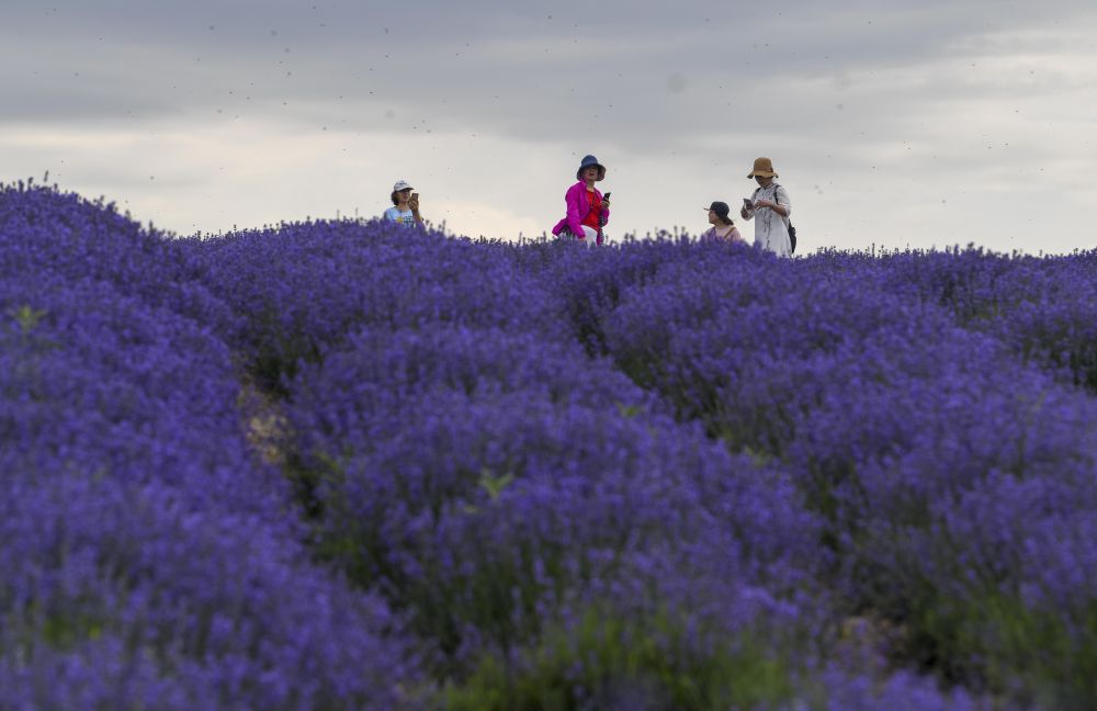 新华社是花更是画！薰衣草花海等你来