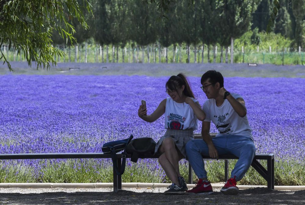 新华社是花更是画！薰衣草花海等你来