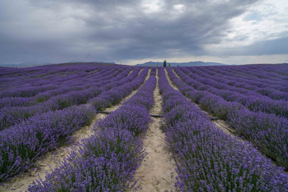 新华社是花更是画！薰衣草花海等你来