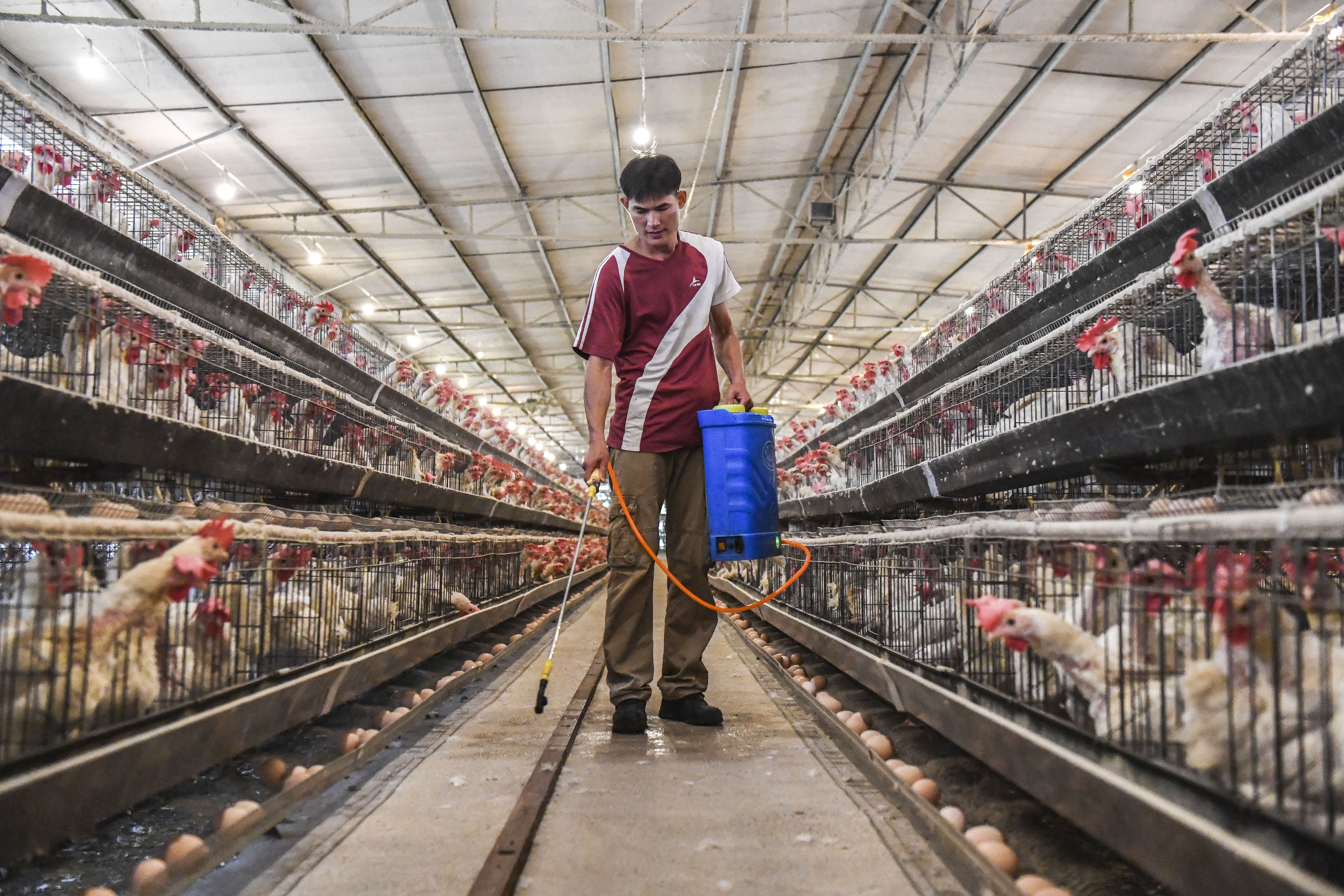 6月18日,覃永灵在养鸡场内喷洒消毒液.