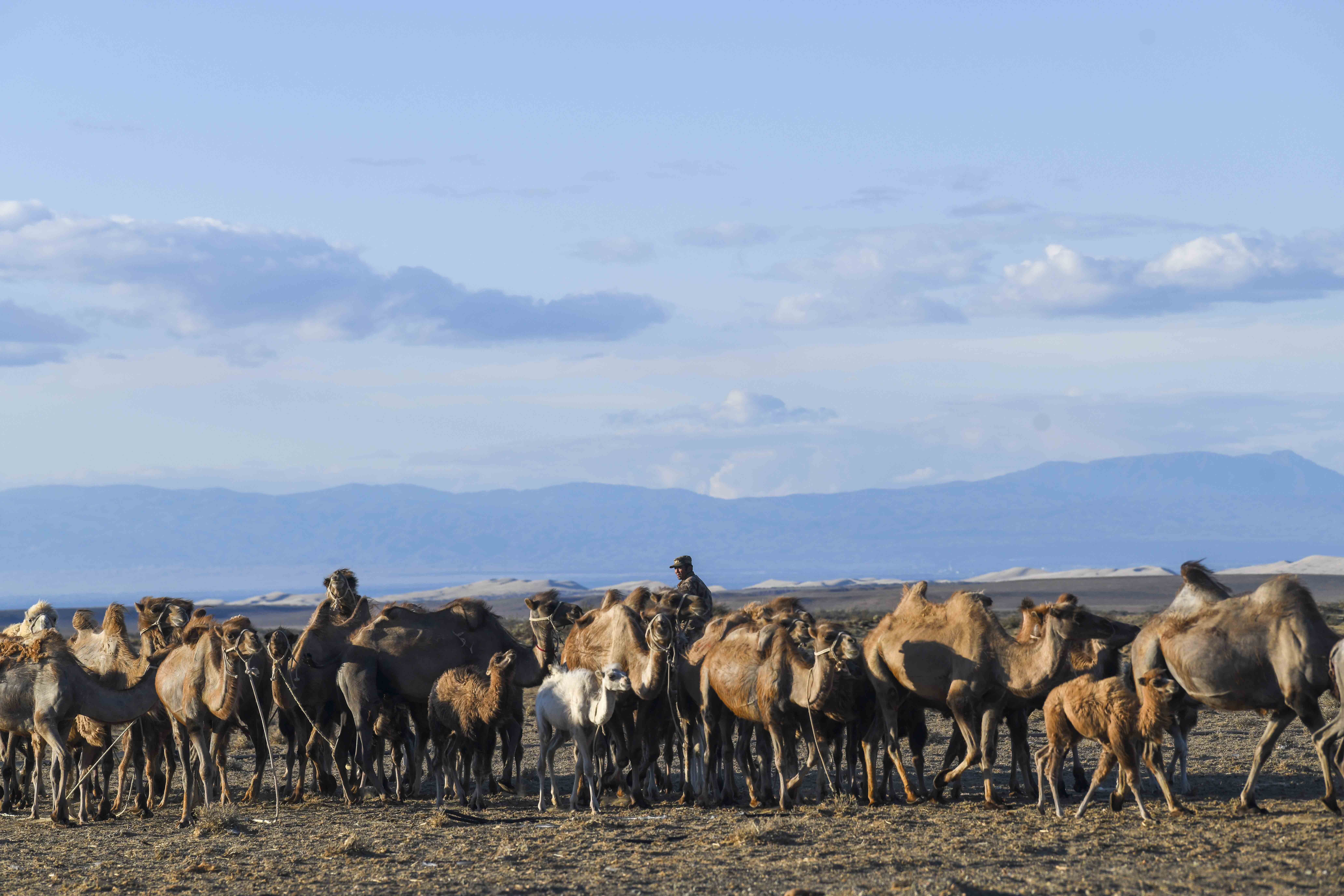 新疆：戈壁滩上发“驼财”