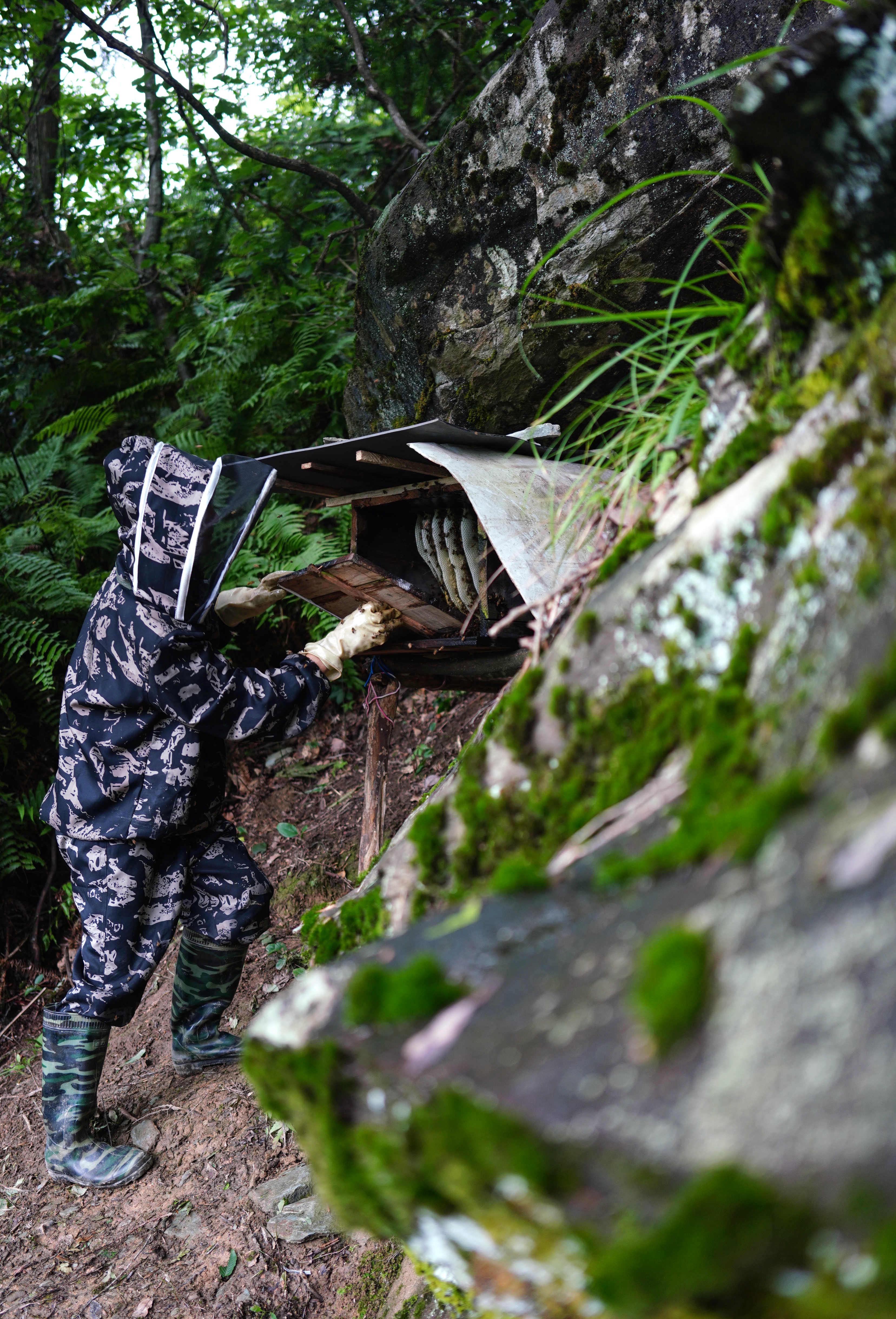 广西龙胜:苗山深处养蜂忙