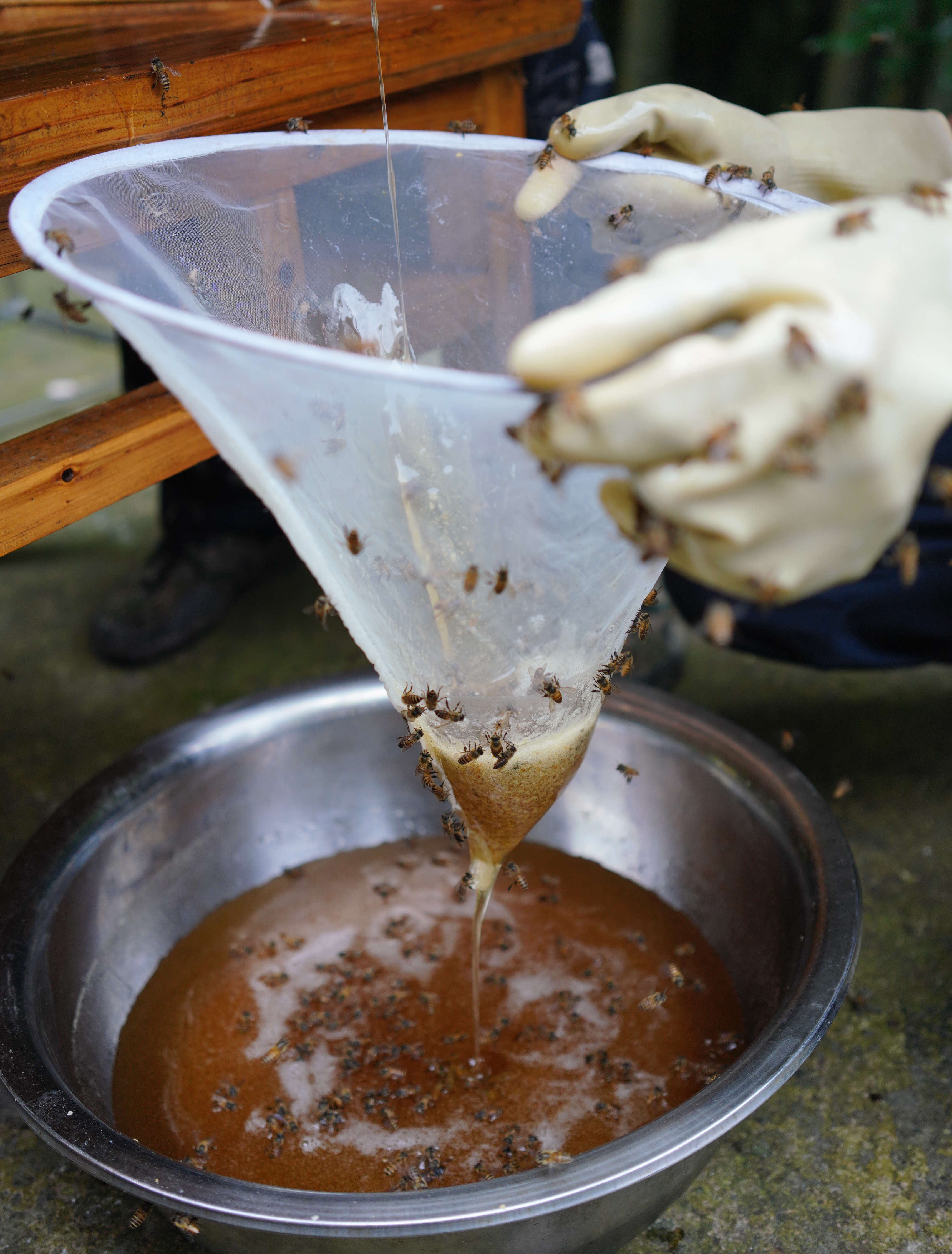 广西龙胜：苗山深处养蜂忙