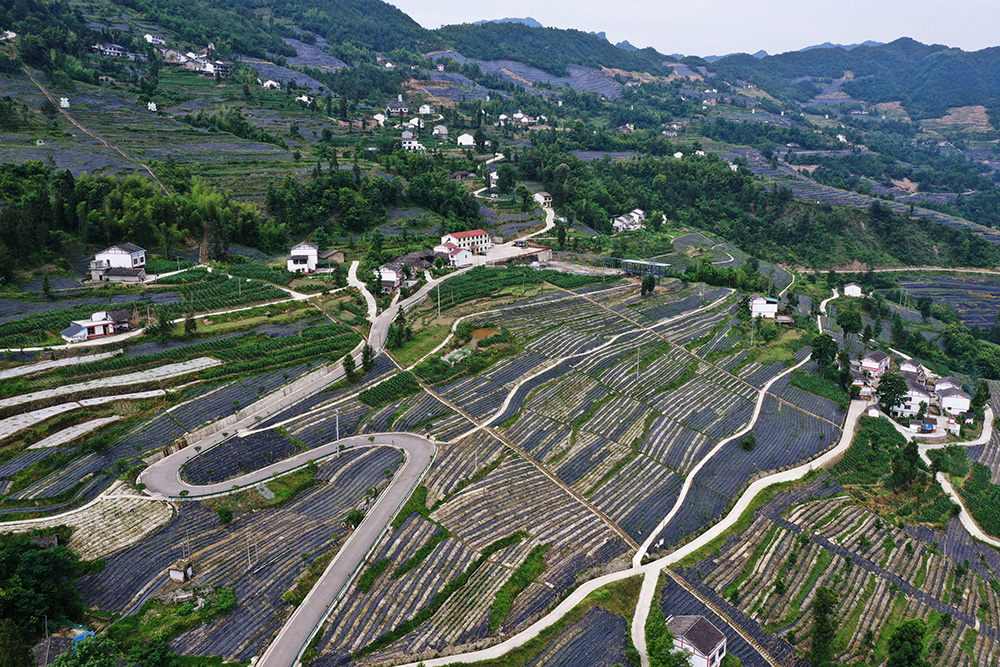 新华社消息,近年来,重庆市开州区大进镇红旗村积极推动"资源变股权