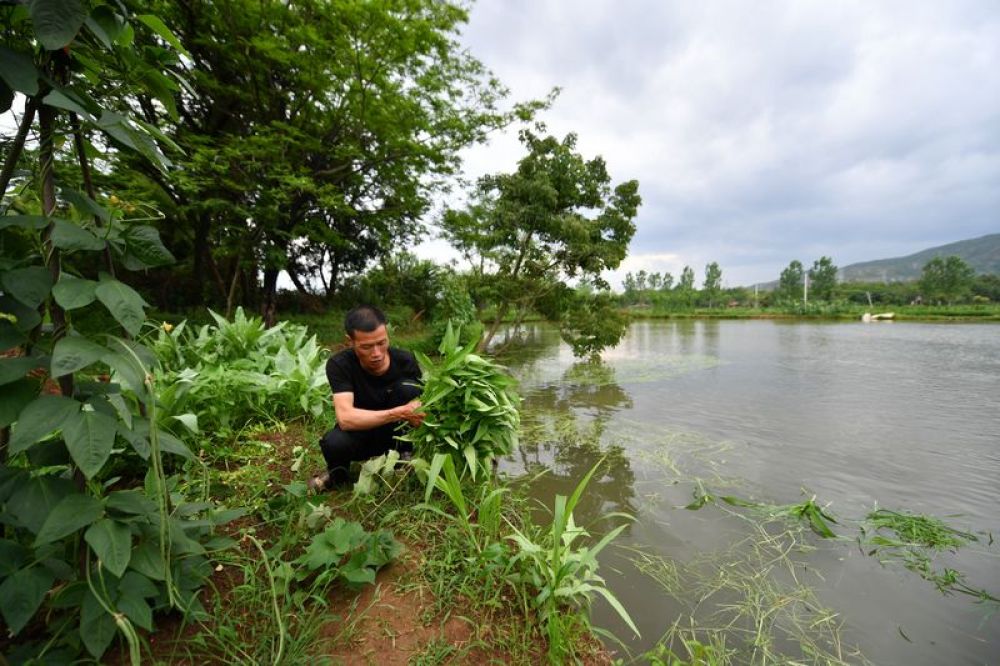 欧阳罗发生在自家承包的鱼塘边准备喂鱼所用的草料(6月4日摄).