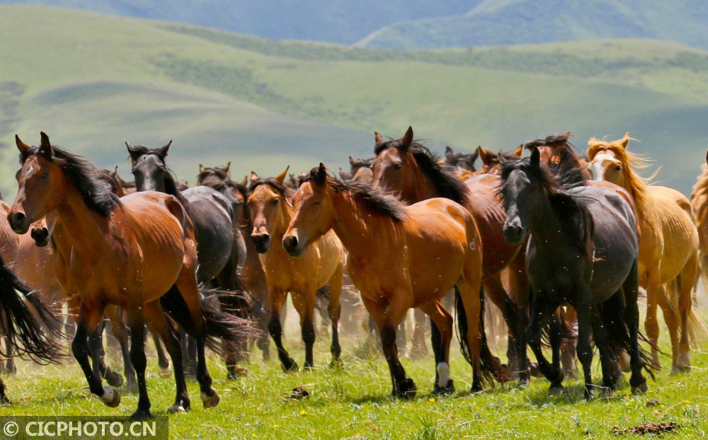 甘肃山丹:盛夏牧马图