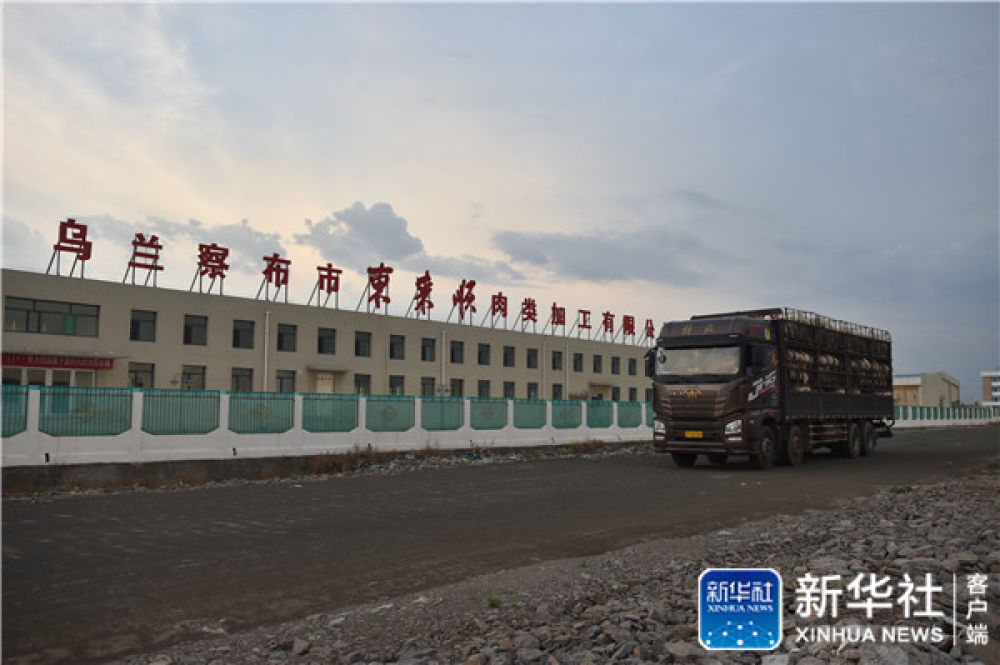 老白 “活羊经纪人”老白